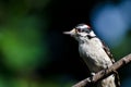 Downy Woodpecker Perched on a Branch Royalty Free Stock Photo