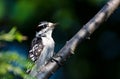 Downy Woodpecker Perched on a Branch Royalty Free Stock Photo