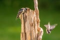 Downy Woodpecker perched while Chickadee flies off Royalty Free Stock Photo