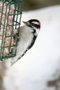 Downy Woodpecker Perched on Suet Feeder Royalty Free Stock Photo