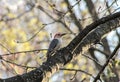 Downy Woodpecker Perched on a Tree Branch Royalty Free Stock Photo