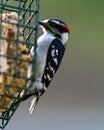 Downy woodpecker picking at suet Royalty Free Stock Photo