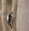 Downy Woodpecker (Picoides pubescens) Royalty Free Stock Photo