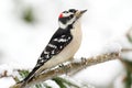 Downy Woodpecker (picoides pubescens)