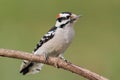 Downy Woodpecker (Picoides pubescens) Royalty Free Stock Photo