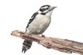 Downy Woodpecker Picoides pubescens Royalty Free Stock Photo