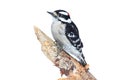 Downy Woodpecker (Picoides pubescens)