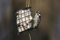Downy Woodpecker (Picoides pubescens medianus) Royalty Free Stock Photo