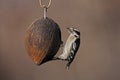 Downy Woodpecker (Picoides pubescens medianus) Royalty Free Stock Photo