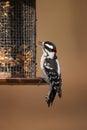 Downy Woodpecker (Picoides pubescens medianus)