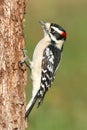 Downy Woodpecker (Picoides pubescens) Royalty Free Stock Photo