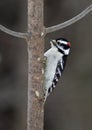 Downy Woodpecker Royalty Free Stock Photo