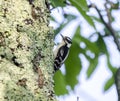 Downy Woodpecker on lichen covered Chestnut Oak, Smoky Mountains Royalty Free Stock Photo