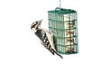 Downy Woodpecker Picoides pubescens