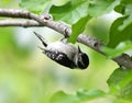 Downy woodpecker searching pest on the tree branch Royalty Free Stock Photo
