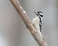 Downy woodpecker in snow Royalty Free Stock Photo