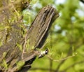 A Downy Woodpecker