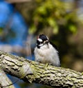 Downy Woodpecker