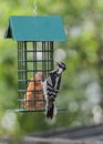 Downy Woodpecker Hanging on Metal Bird Feeder Royalty Free Stock Photo