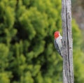 Downy Woodpecker Perched on a Tree Branch Looking Away Royalty Free Stock Photo