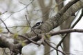 Downy Woodpecker Standing on Tree Branch Royalty Free Stock Photo