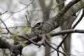 Downy Woodpecker Standing on Tree Branch Royalty Free Stock Photo