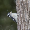 Downy Woodpecker