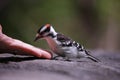 Downy Woodpecker taking peanuts from birdwatcher Royalty Free Stock Photo