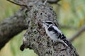 A Downy Woodpecker on a Tree Branch Royalty Free Stock Photo