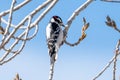 Downy Woodpecker in a tree in St. Vrain State Park, Colorado Royalty Free Stock Photo