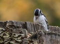 Downy Woodpecker at Tylee Marsh, Rosemere, Quebec, Canada