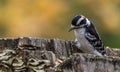 Downy Woodpecker at Tylee Marsh,Quebec, Canada Royalty Free Stock Photo