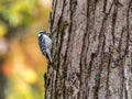 Downy Woodpecker at Tylee Marsh, Rosemere, Quebec, Canada
