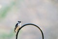 Downy Woodpecker Royalty Free Stock Photo