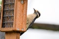 Downy woodpecker (Dryobates pubescens) picking from a bird feeder Royalty Free Stock Photo