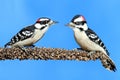 Downy Woodpeckers (Picoides pubescens) Royalty Free Stock Photo