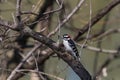 Male Downy Woodpecker clinging to a tree branch Royalty Free Stock Photo