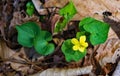 Downy Yellow Violet, viola pubescens