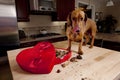 Doxie dog eating chocolates from heart shaped box