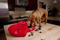 Doxie dog eating chocolates from heart shaped box