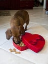 Doxie dog eating treats from heart shaped box Royalty Free Stock Photo