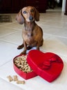 Doxie dog with heart shaped box full of treats Royalty Free Stock Photo