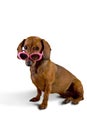 Doxie dog wearing pink sunglasses Royalty Free Stock Photo