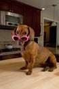 Doxie dog wearing pink sunglasses