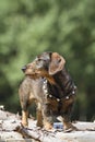 Doxie Royalty Free Stock Photo