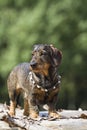 Doxie Royalty Free Stock Photo