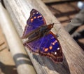 Doxocopa agathina, the agathina emperor or purple emperor Butterfly. Close up