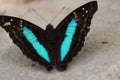 Doxocopa laurentia butterfly black and blue