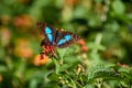 Doxocopa laurentia, the turquoise emperor or Cherubina emperor butterfly, seen in Buenos Aires