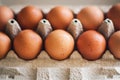 A dozen chicken eggs are in a cardboard open package. The product from the market. Cooking ingredient Royalty Free Stock Photo